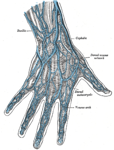 Gray's Anatomy of the Hand